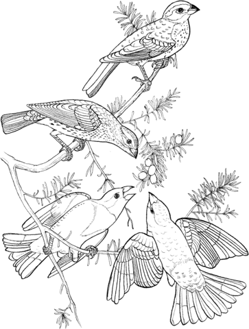 Rose Breasted Grosbeak Coloring Page